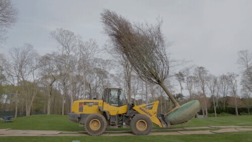 Thick caliper trees video