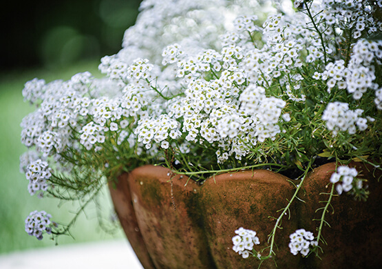 Photo by Landscape Details