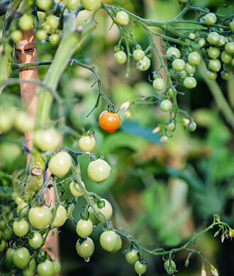 Photo from vegetable garden