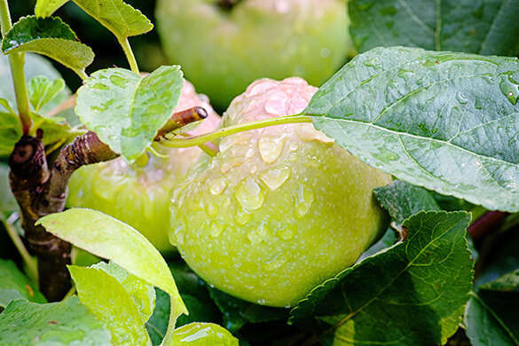 Photo from vegetable garden