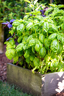 Photo from vegetable garden