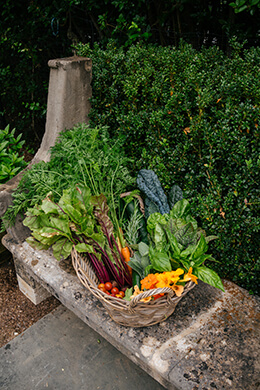 Photo from vegetable garden