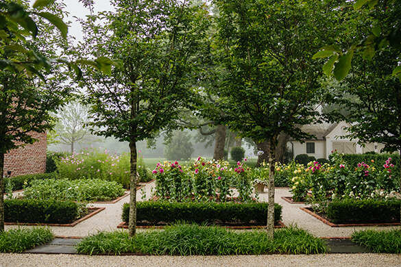 Photo from vegetable garden