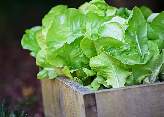 Photo from vegetable garden