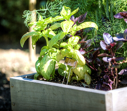 Photo from vegetable garden