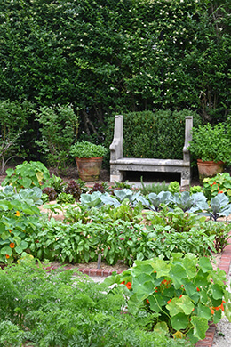 Photo from vegetable garden