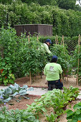 Photo from vegetable garden