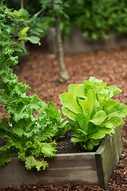 Photo from vegetable garden