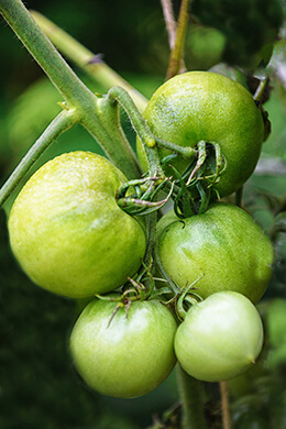 Photo from vegetable garden