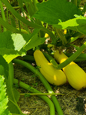 Photo from vegetable garden