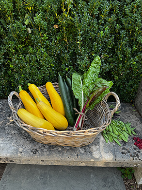 Photo from vegetable garden