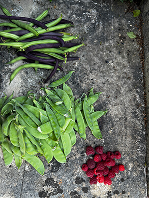 Photo from vegetable garden