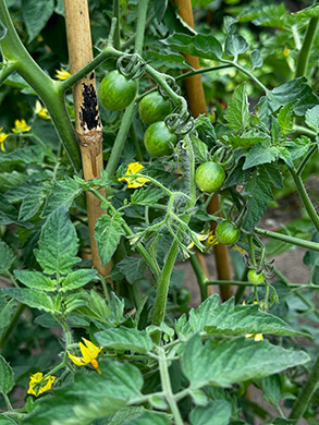 Photo from vegetable garden