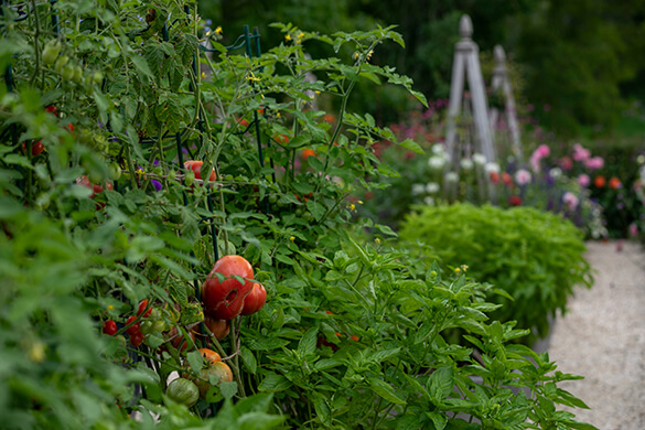 Photo from vegetable garden